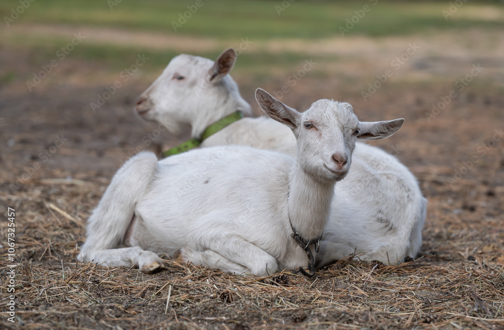 Two white goats resting on dry grass Two white goats resting on dry grass