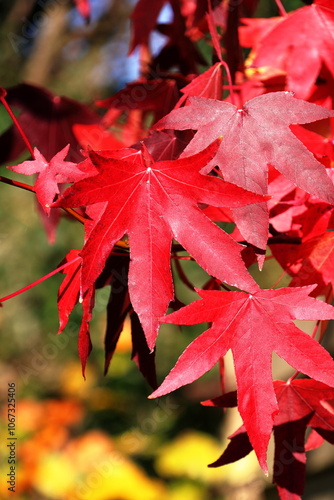 Obraz na płótnie Nature - close up of a red Acer leaf w salonie
