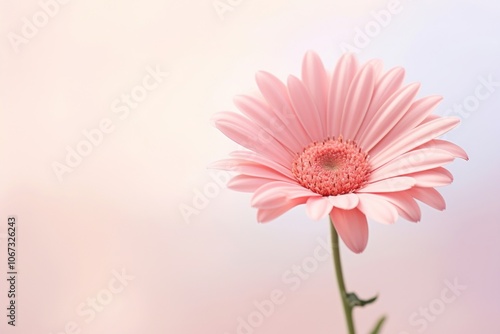 Pink Daisy Flower flower daisy blossom.