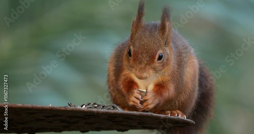 Red squirrel ( Sciurus vulgaris ), eating grains , France