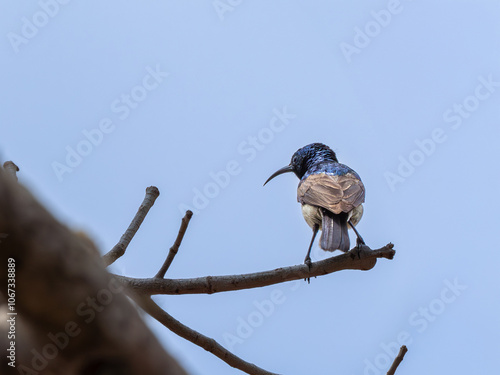 Malegassennektarvogel