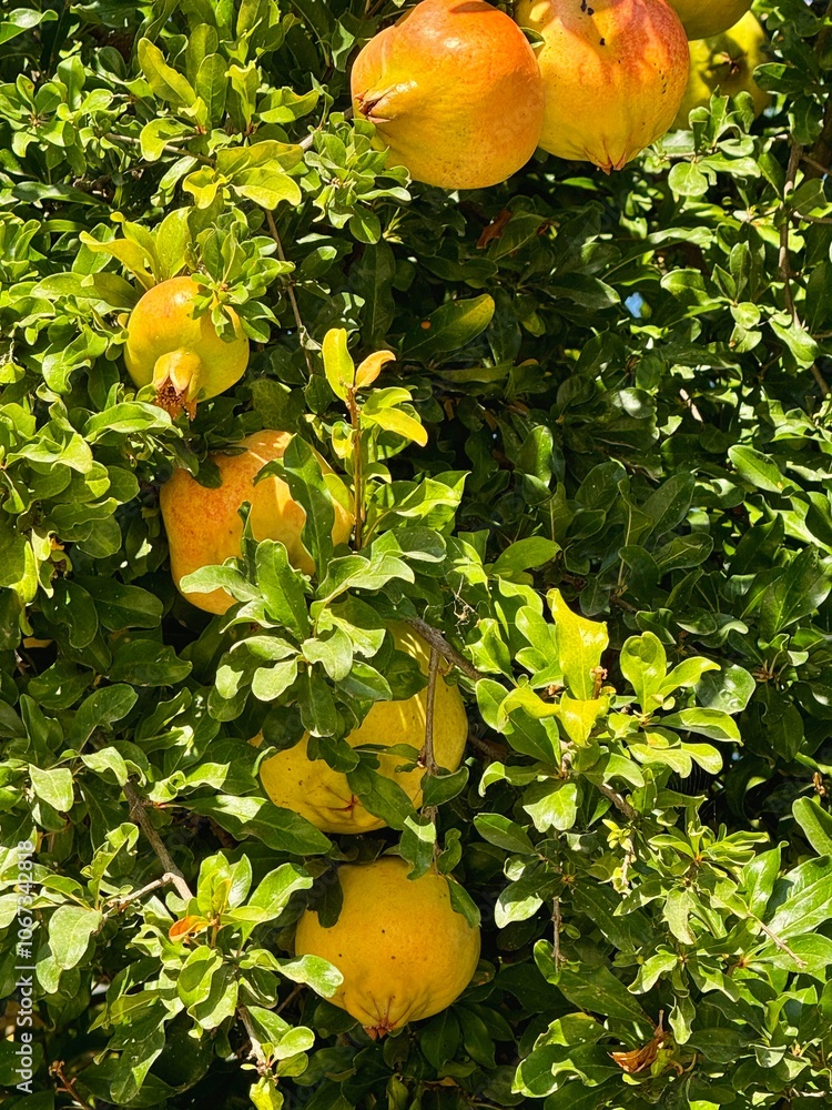 Ripen pomegranates growing in the tree in the orchard