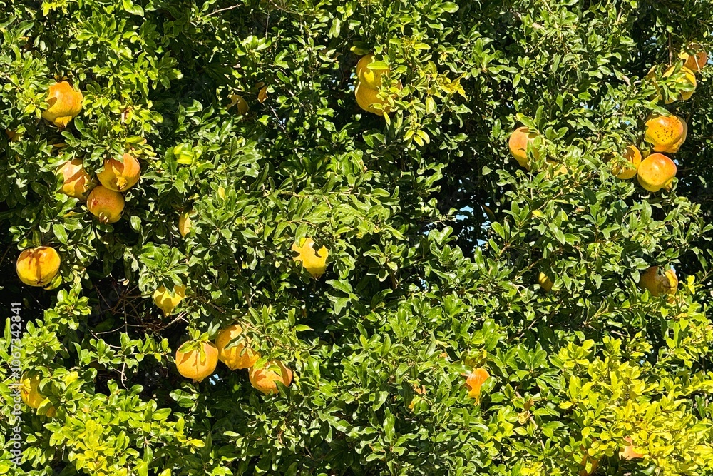Ripen pomegranates growing in the tree in the orchard