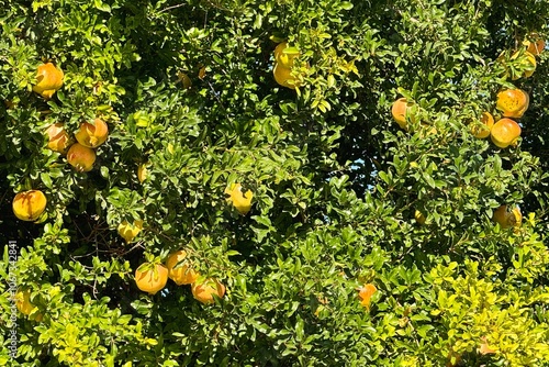 Obraz na płótnie Ripen pomegranates growing in the tree in the orchard w salonie