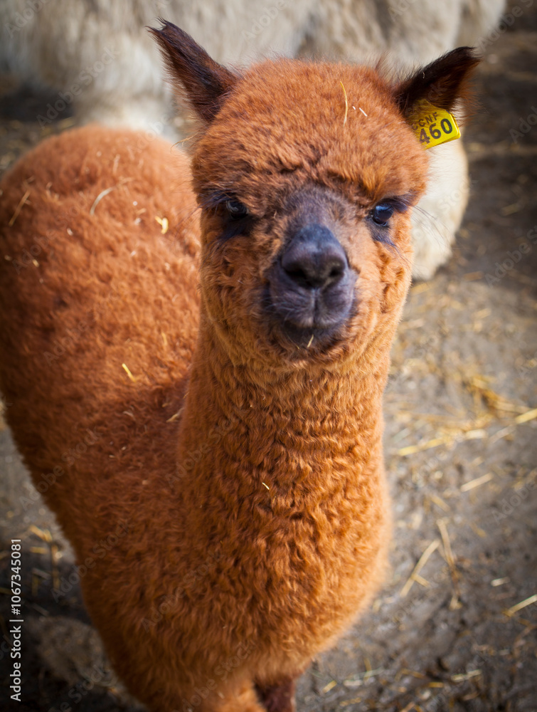 Naklejka premium Brown alpaca portrait