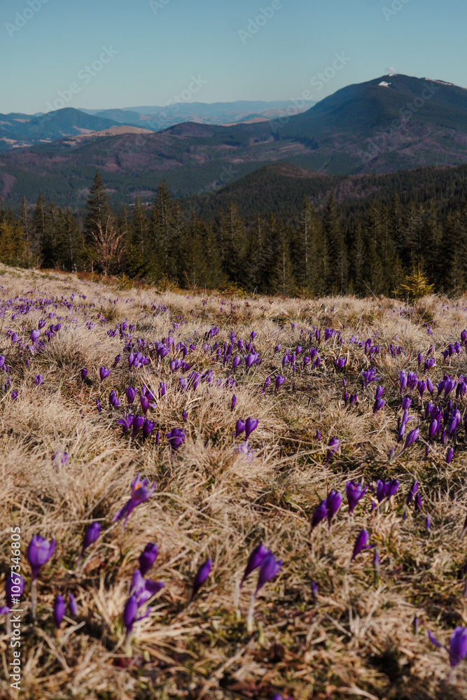 Fototapeta premium Spring flowers in the mountains. crocus
