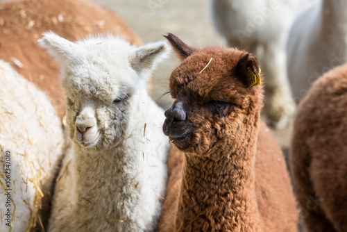 Brown and White Alpaca together