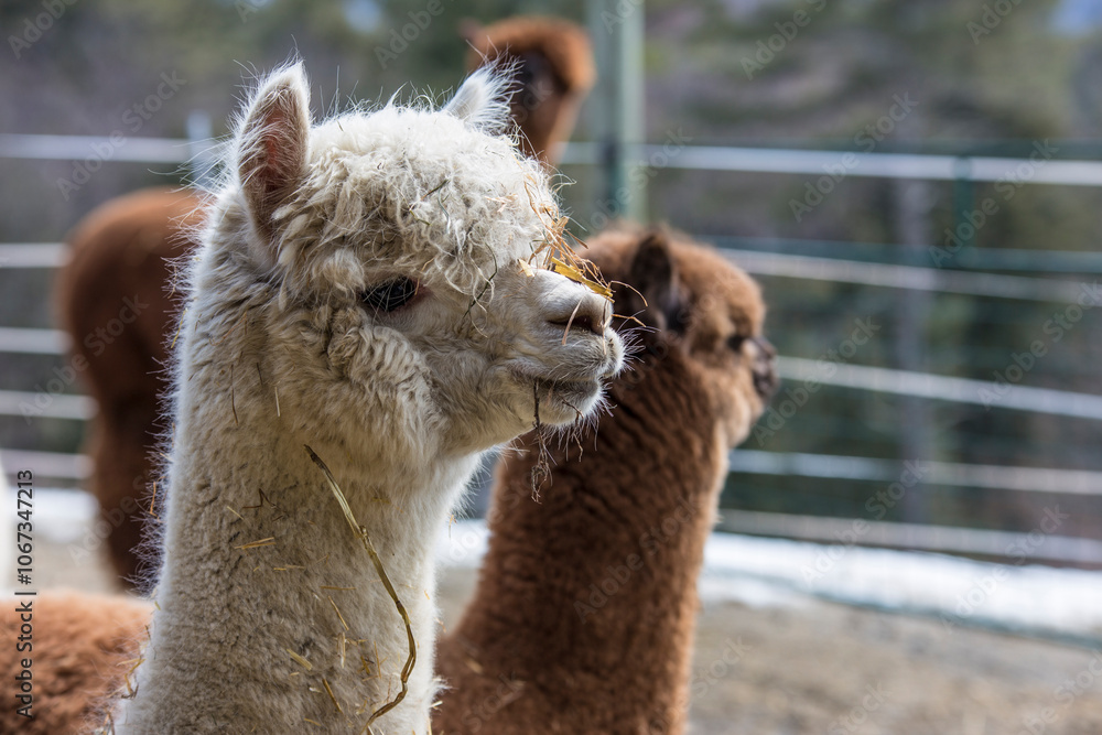 Obraz premium White Alpaca close up