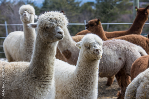 White and Brown Alpacas at farm