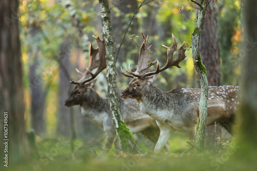 Fototapeta Naklejka Na Ścianę i Meble -  Daniel zwyczajny (Dama dama)