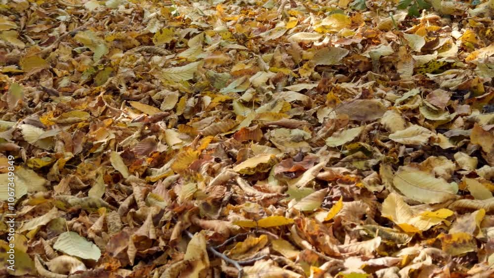 Autumn leaves on autumn grass, wide angle shot. Autumn leaves on autumn grass, wide angle shot.
