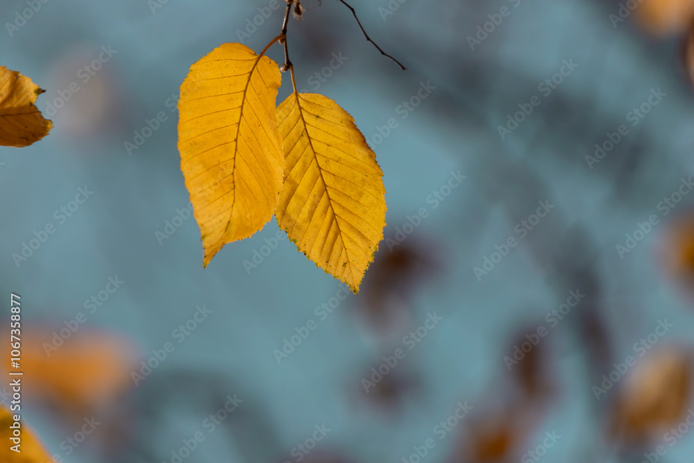 Yellow leaves of autumn tree.