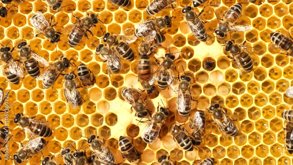 Nectar, honey, eggs and larvae in combs. Nectar, honey, eggs and larvae in combs.