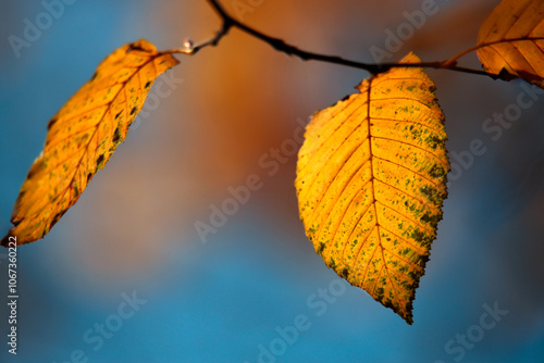 Yellow autumn leaves and black trunks against a blue sky.