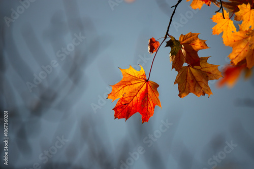 Yellow autumn leaves and black trunks against a blue sky.