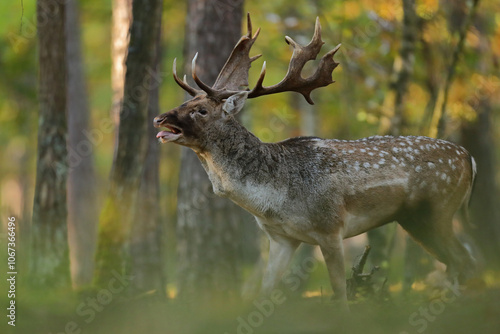 Fototapeta Naklejka Na Ścianę i Meble -  Daniel zwyczajny (Dama dama)