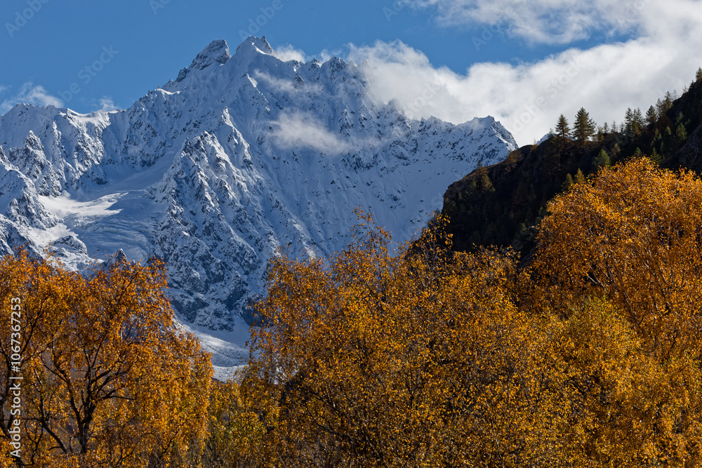 Snowy summit and glacier over a range of orange larches Snowy summit and glacier over a range of orange larches