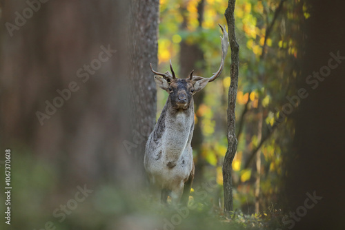Fototapeta Naklejka Na Ścianę i Meble -  Daniel zwyczajny (Dama dama)