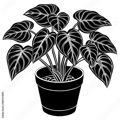 Arrowhead Plant Syngonium podophyllum, indoor plant, vector illustration, silhouette illustration
