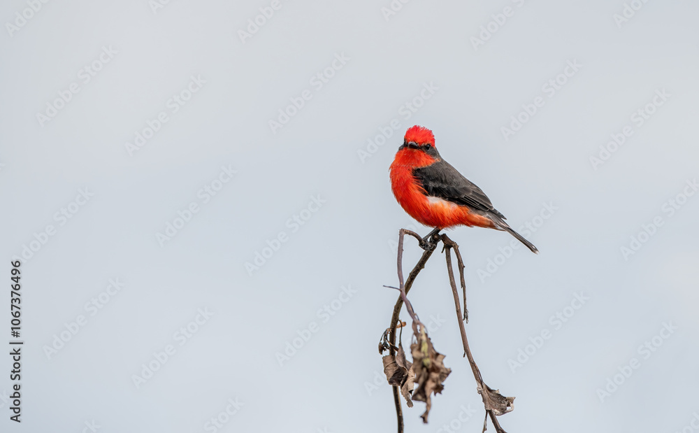 Detailed Photo of a Rufous Flycatcher (Pyrocephalus rubinus) Perching on a Tree Branch, unique bird, cute bird, bird on tree, perching bird