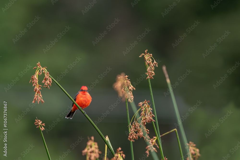 Detailed Photo of a Rufous Flycatcher (Pyrocephalus rubinus) Perching on a Tree Branch, unique bird, cute bird, bird on tree, perching bird