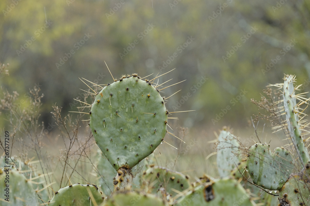 Prickly pear cactus in rainy weather from Texas landscape with blurred background and copy space. Prickly pear cactus in rainy weather from Texas landscape with blurred background and copy space.