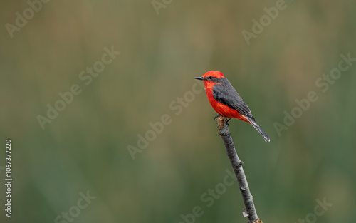 Detailed Photo of a Rufous Flycatcher (Pyrocephalus rubinus) Perching on a Tree Branch, unique bird, cute bird, bird on tree, perching bird photo