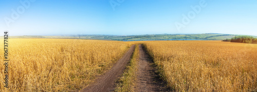 Rural landscape, a field of ripe wheat and a country road in the foreground, as well as a clear blue sky and green hills in the background. Panoramic type of photo.