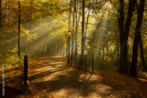 Park Pszczyna jesienią. Aleja drzew, promienie słońca o poranku