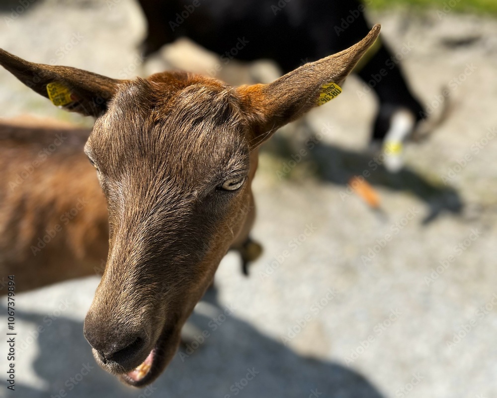 Fototapeta premium mountain goat