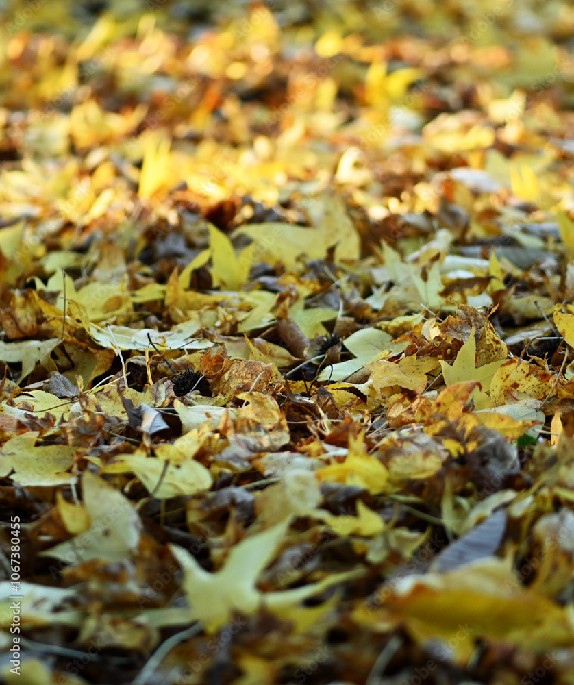 Hojas en otoño Hojas en otoño