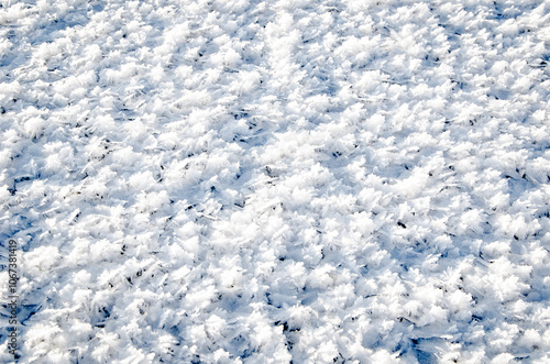 A background of snowflakes, resembling a crystalline layer, covers the ground, creating a frosty glow.