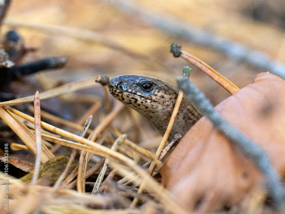 Fototapeta premium Blindschleiche
