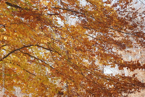 The yellow autumn leaves are on a tree