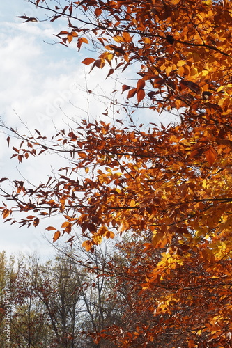 Autumn colors on this tree.