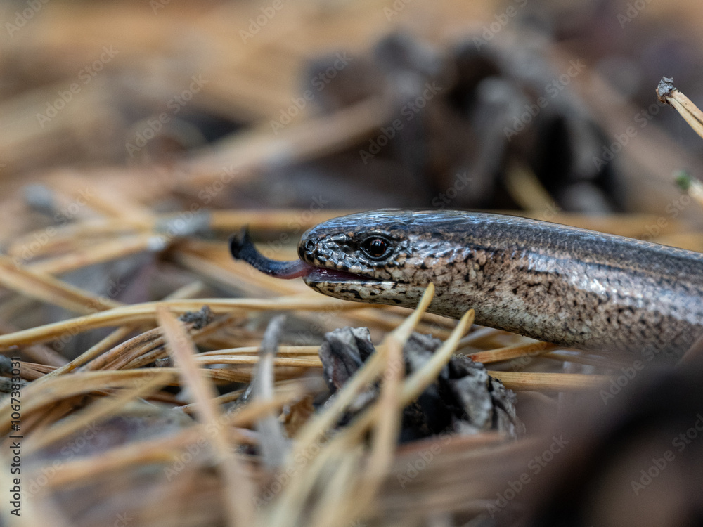 Fototapeta premium Blindschleiche