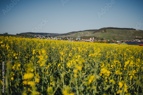 Frühlingslandschaft mit blühendem Rapsfeld und natürlichem Sonnenlicht – Natur- und Landwirtschaftsaufnahmen.