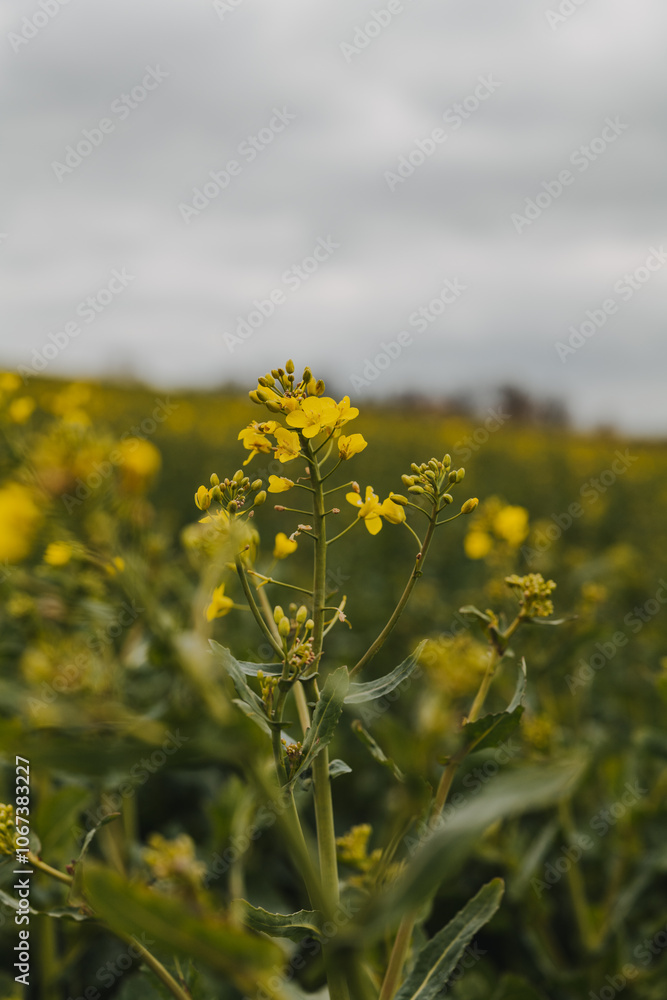 Obraz premium Frühlingslandschaft mit blühendem Rapsfeld und natürlichem Sonnenlicht – Natur- und Landwirtschaftsaufnahmen.
