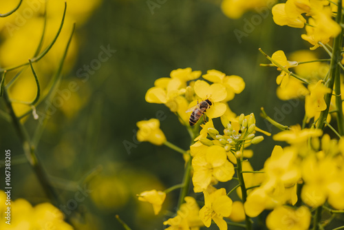 Frühlingslandschaft mit blühendem Rapsfeld und natürlichem Sonnenlicht – Natur- und Landwirtschaftsaufnahmen.