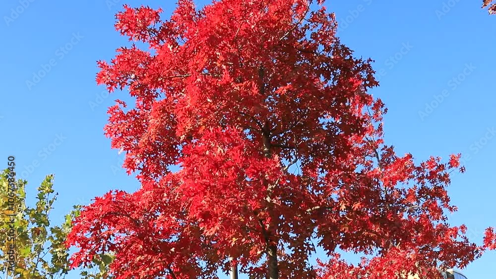 Red oak, autumn tree with red, burgundy, orange, leaves, swaying in the wind. Red oak in leaf fall. Seasons, October, November Red oak, autumn tree with red, burgundy, orange, leaves, swaying in the wind. Red oak in leaf fall. Seasons, October, November