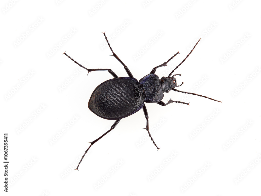 Predatory black beetle on a white background. Carabidae, ground beetle. Carabus dufouri Predatory black beetle on a white background. Carabidae, ground beetle. Carabus dufouri