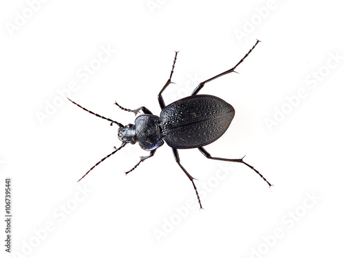 Predatory black beetle on a white background. Carabidae, ground beetle. Carabus dufouri