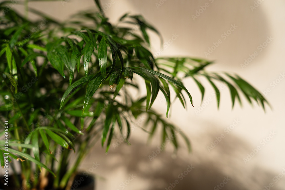Chamaedorea Home Plant in Pot on Wooden Table Near Window in Room Chamaedorea Home Plant in Pot on Wooden Table Near Window in Room
