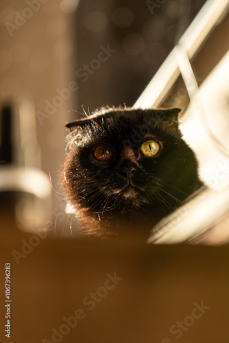 senior black cat walking on a wooden surface in a home. The cat is in focus and the background  with homeplant is blurred. photo