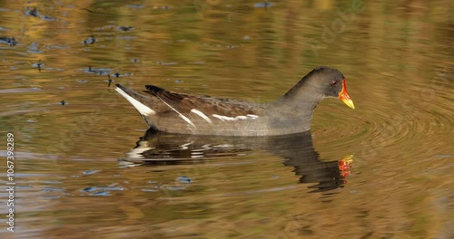 Common moorhen ((Gallinula chloropus), the Camargue, France