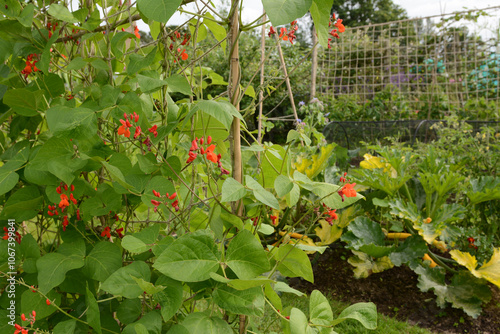 Foto Runner bean vines growing; courgette plants beyond