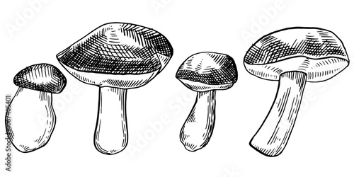 Mushrooms ink drawing set. Hand drawn Sketch style Mushrooms. Vector ink illustration.