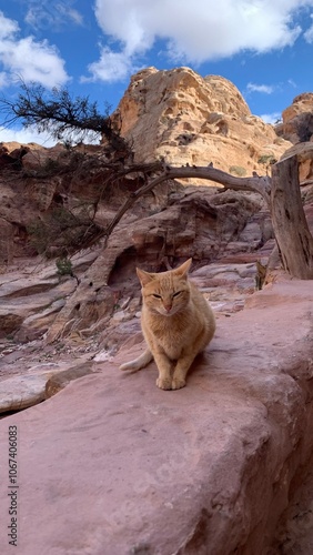 Canvas Print Cat in desert