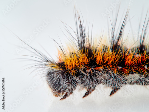 Orange and black hairy caterpillar on a white background. Psilogaster loti, moth genus in the family Lasiocampidae. photo