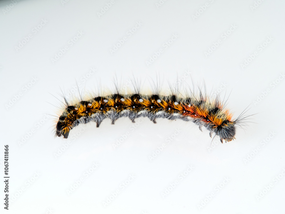 Orange and black hairy caterpillar on a white background. Psilogaster loti, moth genus in the family Lasiocampidae. Orange and black hairy caterpillar on a white background. Psilogaster loti, moth genus in the family Lasiocampidae.